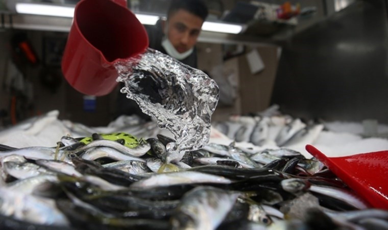 Mayıs ayında tüketilen balıklar – Son Dakika Yaşam,Gurme Haberleri – 2024